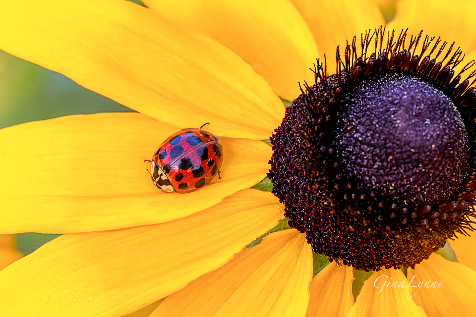 Ladybug on Sunflower